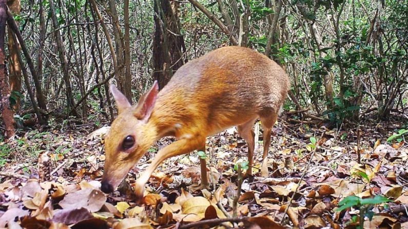 Une photo d'un chevrotain à dos argenté, une créature ressemblant à un cerf qui n'a pas été vue depuis 30 ans, a été découverte en train de vivre dans la nature au Vietnam. (Southern Institute of Ecology/Global Wildlife Consesrvation/Leibniz Institute/NCNP) 