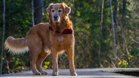 Lot-et-Garonne : un chien rentre chez ses maîtres en tenant un crâne humain dans sa gueule