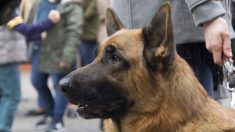 Il promène son chien et se fait agresser par un individu armé d’une hache : « J’ai été victime de la charia »