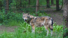 La population de loups continue à progresser en France, plus lentement