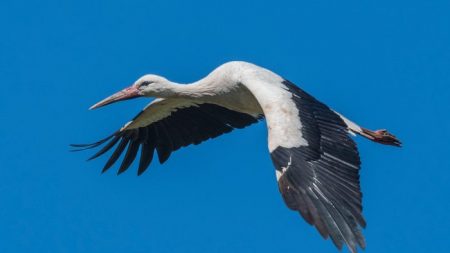 Chaque année, une cigogne parcourt 13.000 km pour retrouver sa bien-aimée handicapée