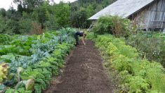 Paris – un collège remplace les heures de colle par des corvées de jardinage pour que les punitions aient du sens