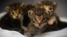 Canada : une chienne errante sauve du froid glacial des chatons abandonnés