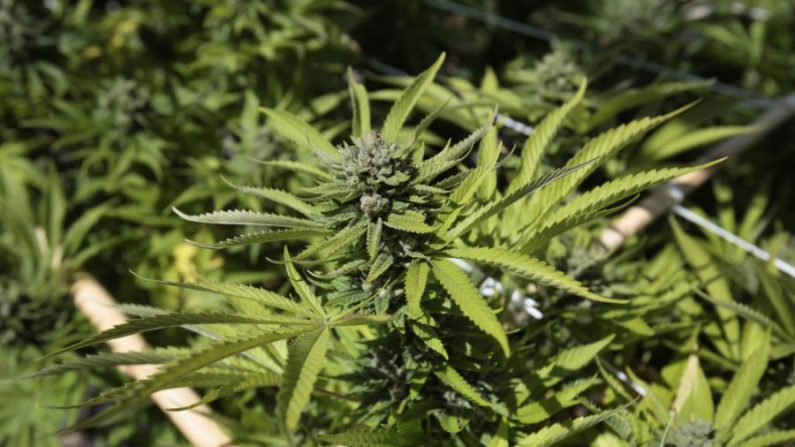 Plantes de Marijana sur un site de culture. (Desiree Martin/AFP/Getty Images)