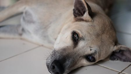 Une chienne atteinte du cancer était attachée dans un sac avec ses chiots, abandonnés à leur sort, jusqu’à ce qu’un couple bienveillant se présente