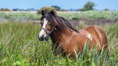 Poney égorgé dans un camping : les deux hommes condamnés à 4 mois de prison ferme