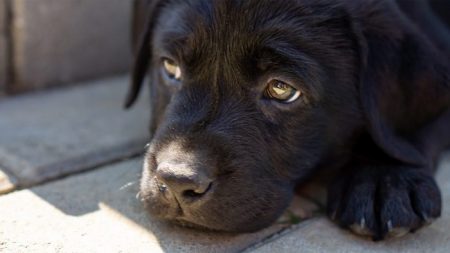 Le juge n’a pas trouvé drôle la soi-disant «blague» de cette femme qui a attaché la gueule de son chien avec du ruban adhésif