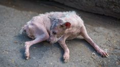 Le sort de ce chien mourant de faim change du tout au tout lorsqu’une jeune femme le rencontre