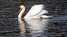 Lac d’Annecy : deux cygnes adultes découverts sans vie