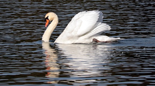 Un cygne sur le lac d'Annecy. (Photo d'illustration : crédit Pixabay)