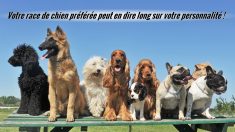 La race de chien que vous choisissez peut révéler votre véritable personnalité: jetons un coup de «museau» sur ce que ça dit sur vous!