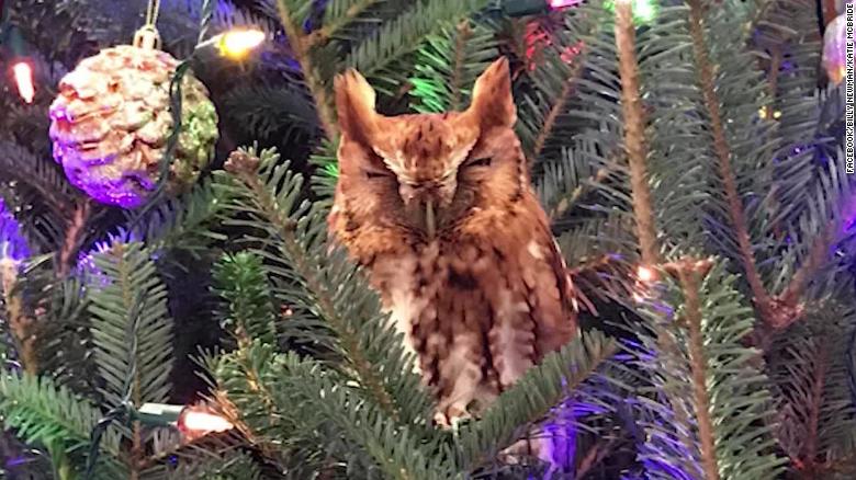 Le hibou pourrait avoir été dans l'arbre pendant plus d'une semaine. (Avec l'aimable autorisation de Billy Newman) 