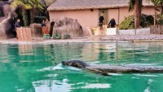 Bretagne : succès de la collecte pour acheter un zoo et libérer les animaux