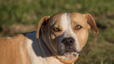 Rouen: un homme grièvement blessé par des chiens de type pitbull, 2 autres victimes