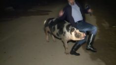 Un cochon poursuit un journaliste grec en direct sur les ondes