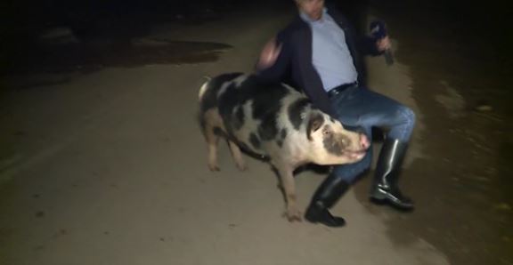 Un cochon poursuit un journaliste grec en direct sur les ondes