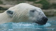 Russie : un ours blanc tagué d’un T-34 alarme les scientifiques