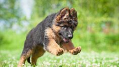 Cet adorable berger allemand atteint d’un nanisme rare restera toujours petit, mais il s’attire un grand nombre fans sur Instagram