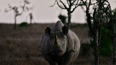 La doyenne des rhinos noirs est morte en Tanzanie à 57 ans