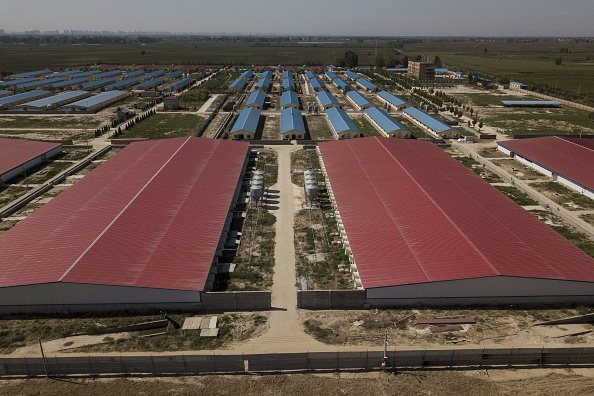 Une ferme porcine mise en quarantaine à Hebei, en dehors de Pékin, le 24 septembre 2019. Plus d'un an depuis que la peste porcine a commencé à se propager à travers le pays, les éleveurs de porcs chinois se méfient de reconstituer leur stock et la maladie pourrait devenir une responsabilité politique et économique pour le gouvernement. (Photo : PAK YIU/AFP via Getty Images)