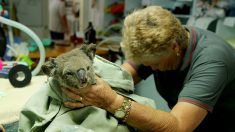 Combien de koalas sont morts dans les incendies en Australie ?