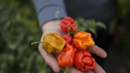 Sous la neige en Serbie, les piments les plus forts du monde