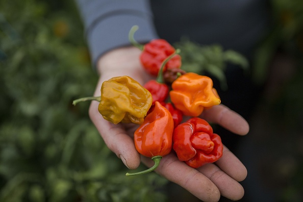 -Le jeune agriculteur Aleksandar Tanic montre les poivrons les plus chauds de Serbie le 3 décembre 2019 qu'il produit dans la ville de Niska Banja, dans le sud de la Serbie. Photo de VLADIMIR ZIVOJINOVIC / AFP via Getty Images.