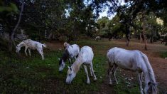 Chevaux maltraités: haro sur les calèches des îles d’Istanbul