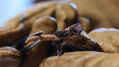 Aude : des viticulteurs invitent les chauve-souris pour remplacer pesticides et insecticides dans leurs vignes