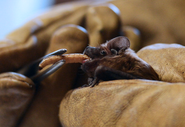 Une femme de la LPO nourrit une chauve-souris à Rosenwiller (Bas-Rhin). (PATRICK HERTZOG/AFP via Getty Images)