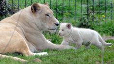 Morbihan: Sea Shepherd veut acheter un zoo pour libérer des milliers d’animaux sauvages