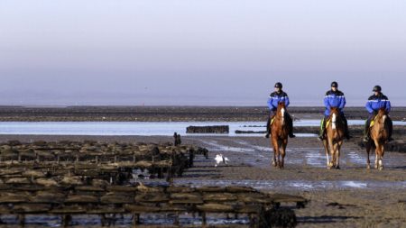 France: les voleurs d’huîtres redoublent d’activité