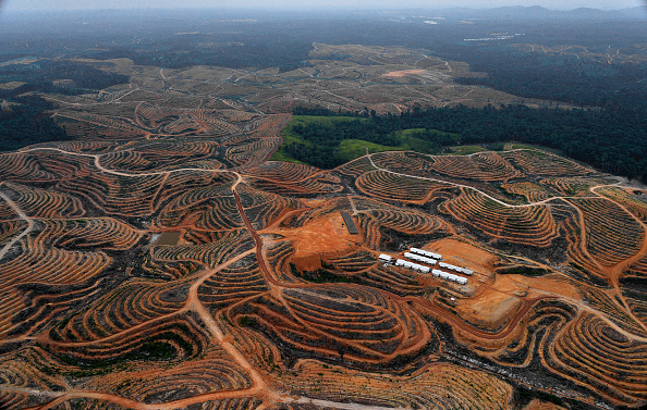 Des arbres défrichés dans une forêt pour une plantation d'huile de palme dans la province centrale de Kalimantan, sur l'île de Bornéo en Indonésie. (Photo : BAY ISMOYO/AFP via Getty Images)