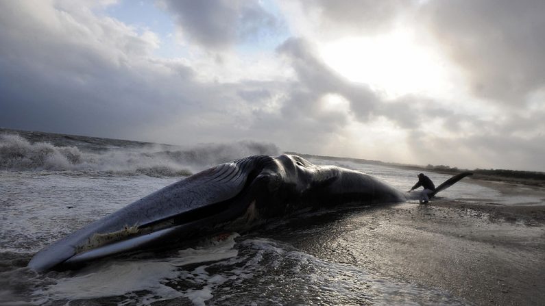 Image d'illustration (FRED TANNEAU/AFP via Getty Images)