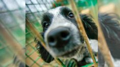 Vidéo : Une chienne solitaire est si soulagée d’être sauvée qu’elle s’endort dans les bras d’une secouriste