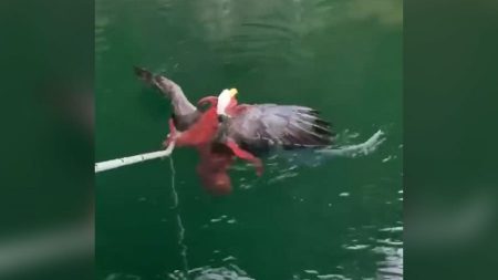 Une pieuvre est filmée en train de couler un pygargue à tête blanche après l’avoir attrapé dans l’eau