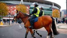 Une vidéo montre un cheval de la police refusant de commencer à travailler sans une grande tasse de thé avec sucre, c’est hilarant