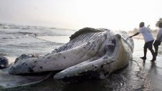 La carcasse d’une créature de la taille d’un conteneur est retrouvée échouée sur une plage, l’eau devient rouge à proximité