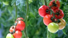 « On n’a jamais connu ça »: 500 plants de tomates volés dans une ferme à Dorlisheim dans le Bas-Rhin