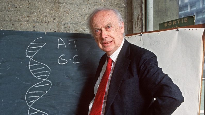 Photo prise le 23 avril 1993 à Paris du généticien américain James Dewey Watson devant un tableau noir, expliquant son travail de découverte de la structure moléculaire de l'ADN pour lequel il a partagé le prix Nobel de physiologie et de médecine de 1962 avec les Britanniques Francis Crick et Maurice Wilkins. Ce modèle d'ADN à double hélice est devenu un élément important de la recherche dans les domaines de la biochimie et de la génétique moléculaire. (DANIEL MORDZINSKI/AFP par Getty Images)