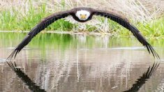 Superbe : un  photographe saisit une rencontre rapprochée avec un pygargue à tête blanche