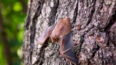 Les éoliennes responsables de la mort d’au moins 250.000 chauves-souris par an en France