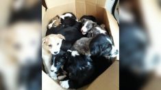 Haute-Loire : Un promeneur découvre 12 chiots abandonnés dans un bois la veille de Noël