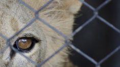 Un puma a été enchaîné dans une camionnette rouillée pendant 20 ans, regardez le moment où il se retrouve enfin libre