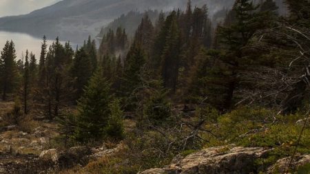 Un photographe en visite sur une petite île déserte découvre un chien affamé qui changera sa vie