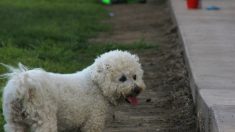 Dordogne: un bichon tué par un chien d’attaque et sa propriétaire mordue