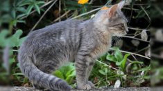 Dordogne : ils retrouvent leur chat disparu depuis plusieurs semaines le soir de Noël