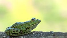 Bretagne : une route fermée jusqu’en mars pour laisser passer… les grenouilles