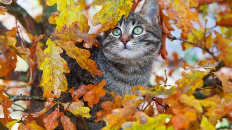 Chat. Photo : istock