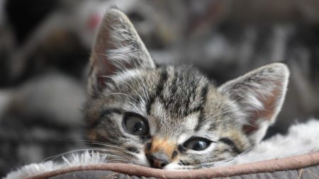 Un chaton perdu émerveille ses sauveteurs lorsqu’il commence à changer de couleur